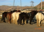 Hästar som väntar på sin tur